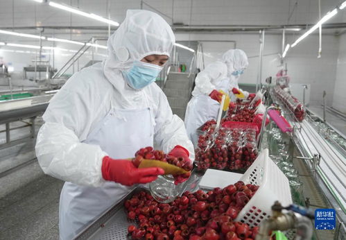 山楂产业生态富农 河北遵化的绿色发展之路